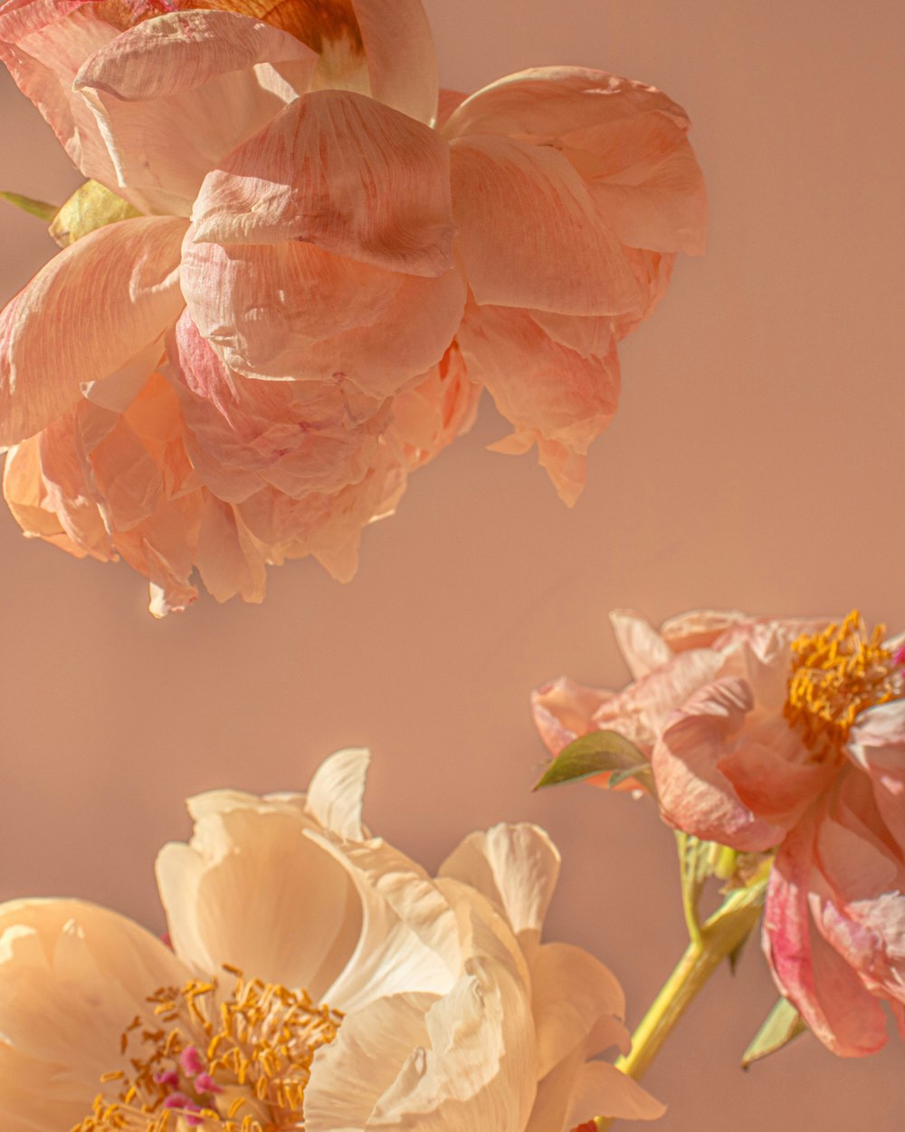 Pivoines — collection Flower