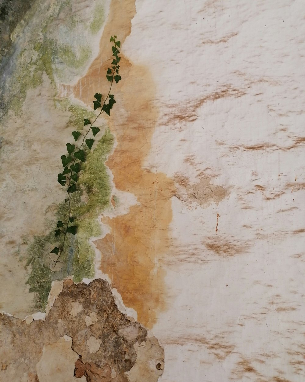 Lierre sur le mur — collection Flower