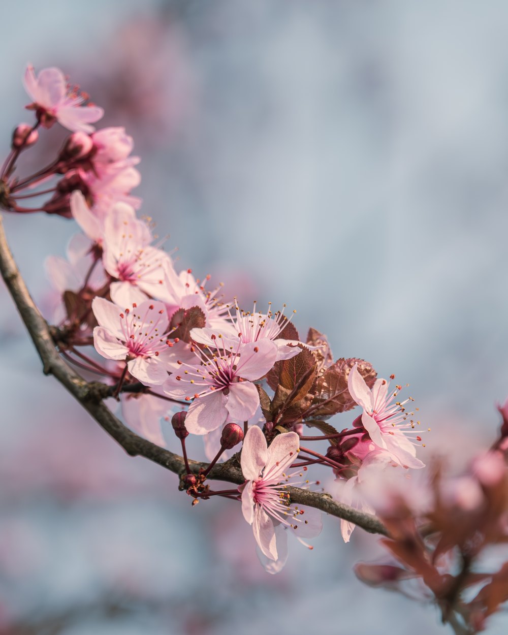 Cerisier en fleurs — collection Paysages de sensation