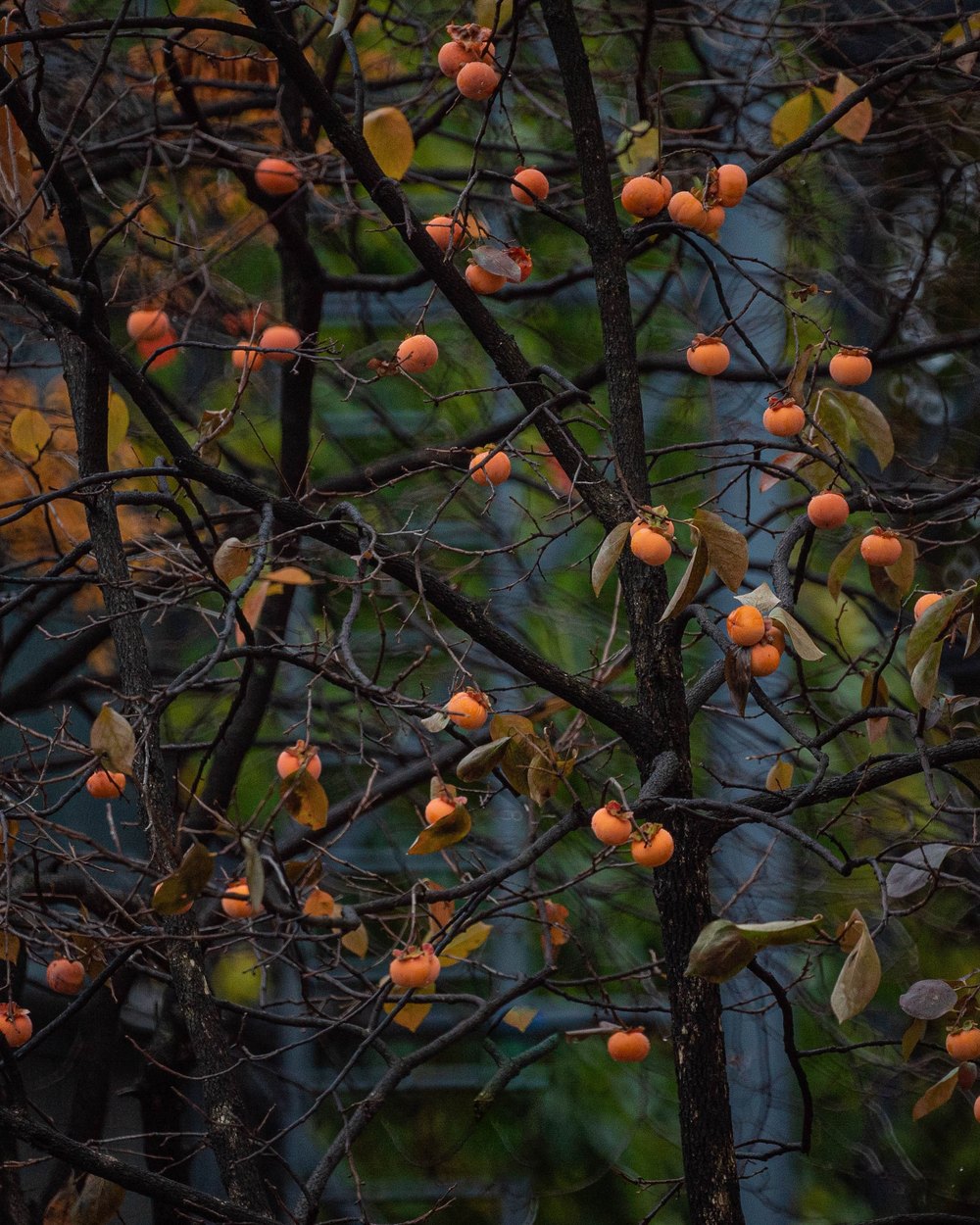 Kakis d'automne — collection Paysages de sensation